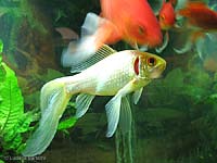 pesce chiaro con le pinne a velo
