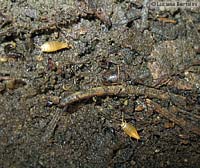 Atelura formicaria