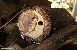 tronco con nido di Xylocopa violacea