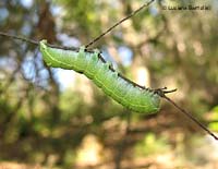 Orthosia cerasi