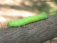 Noctuidae Orthosia cerasi