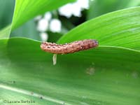 una larva che si è attaccata ad un bruco