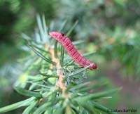 larva rossa infilzata nelle spine di una pianta di ginepro