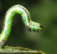 Bruco verde in posizione mimetica