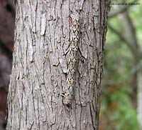 bruco geometridae Lycia hirtaria che scompare su un tronco di pino