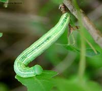 Bruco verde