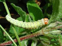 Bruco verde - Polyploca ridens