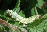 Polyploca ridens, bruco verde con capo arancio