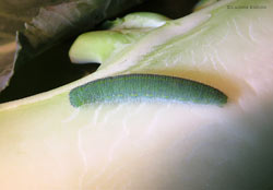 il bruco Pieris rapae è di colore verde