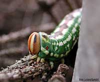 Bruco Sphinx pinastri, famiglia Sphingidae