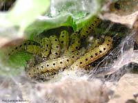 tignole gialle a puntini neri del genere Yponomeuta tignole gialle a puntini neri del genere Yponomeuta