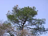 nidi di Thaumetopoea pityocampa sugli alberi di pino