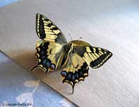 farfalla Papilio machaon appena sfarfallata