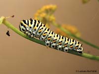 bruchino di Papilio machaon - 19/8/2009