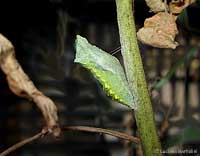 crisalide Papilio machaon ancora verde del 6/9/2009