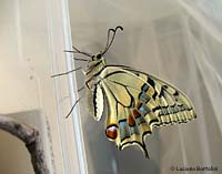 Farfalla di Papilio machaon appena sfarfallata