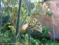 farfalla Papilio machaon appena uscita dalla crisalide