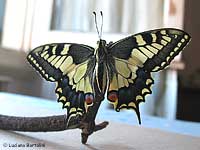 farfalla Papilio machaon appena sfarfallata