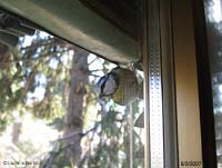Cinciarella appesa al filo della finestra