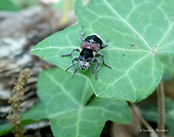 Thanasimus formicarius