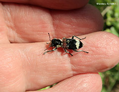 Thanasimus formicarius