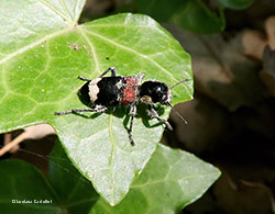 Thanasimus formicarius