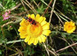 Trichodes leucopsideus