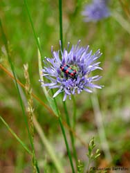 Trichodes leucopsideus