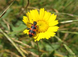 Trichodes leucopsideus