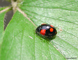 Adalia bipunctata