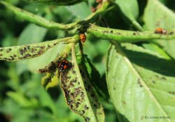 coccinella Adalia bipunctata