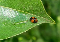 coccinella Adalia bipunctata