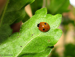 Adalia bipunctata