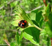 Adalia bipunctata