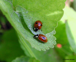 Adalia bipunctata