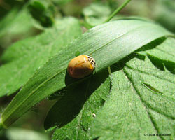 Adalia decempunctata