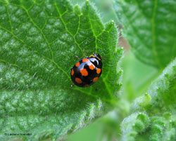 Coccinula quatuordecimpustulata