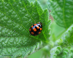 Coccinula quatuordecimpustulata