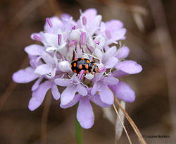 Coccinula quatuordecimpustulata