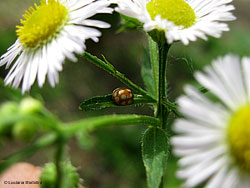 Calvia decemguttata