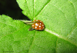 Halyzia sedecimguttata