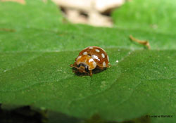 Calvia quatuordecimguttata