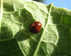 Chilocorus bipustulatus