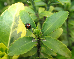 Chilocorus bipustulatus