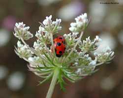 Coccinella undecimpunctata