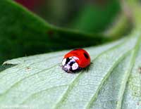 coccinellide Harmonia axyridis