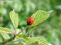 coccinella septempunctata