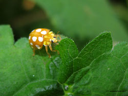 Halyzia sedecimguttata