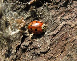 Harmonia quadripunctata