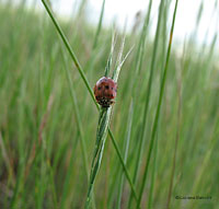 Coccinella Harmonia quadripunctata